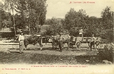 A travers les Vosges. - Attelage de Boeufs pour le Transport des pavés de granit